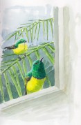 sunbird.collared.window